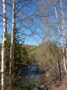 Spring birch along the creek